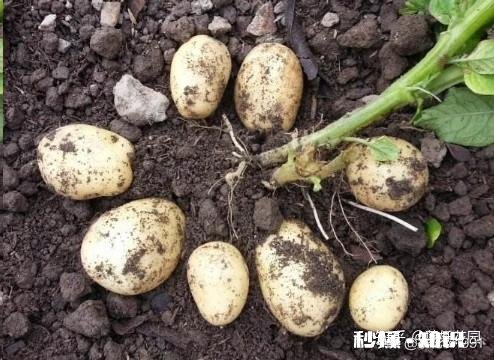 土豆发芽怎么办只能扔掉吗