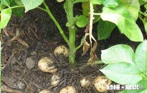 土豆发芽怎么办只能扔掉吗