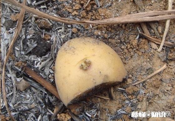 土豆发芽怎么办只能扔掉吗