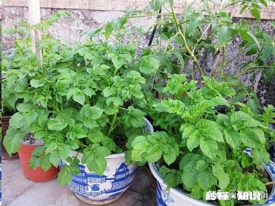 土豆发芽怎么办只能扔掉吗