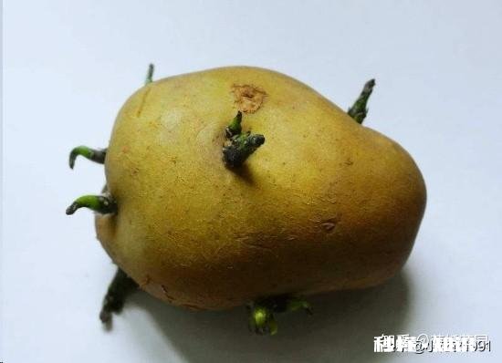土豆发芽怎么办只能扔掉吗