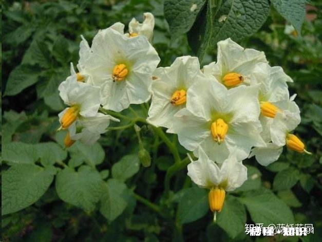 土豆发芽怎么办只能扔掉吗