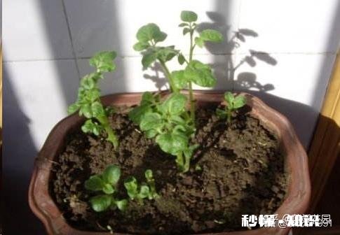 土豆发芽怎么办只能扔掉吗