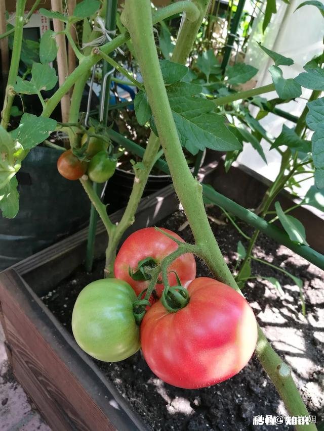 土豆发芽怎么办只能扔掉吗