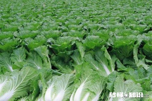 如何预防大白菜的软腐病