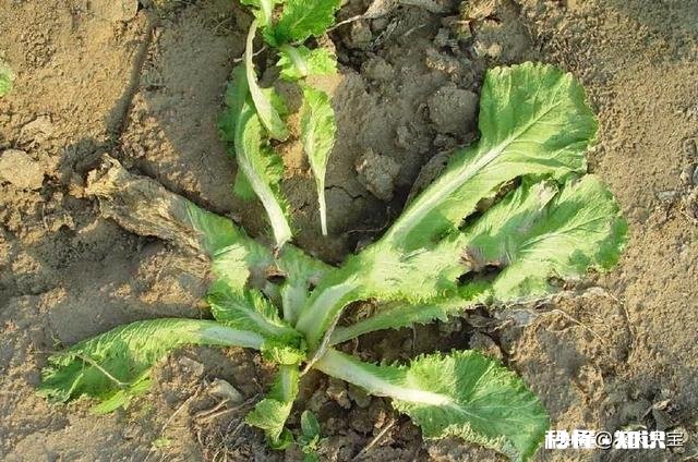 如何预防大白菜的软腐病