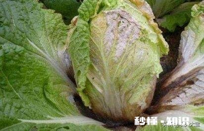如何预防大白菜的软腐病