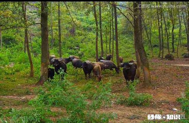 放山牛买回圈养吃青草、干草,一点都不吃怎么办