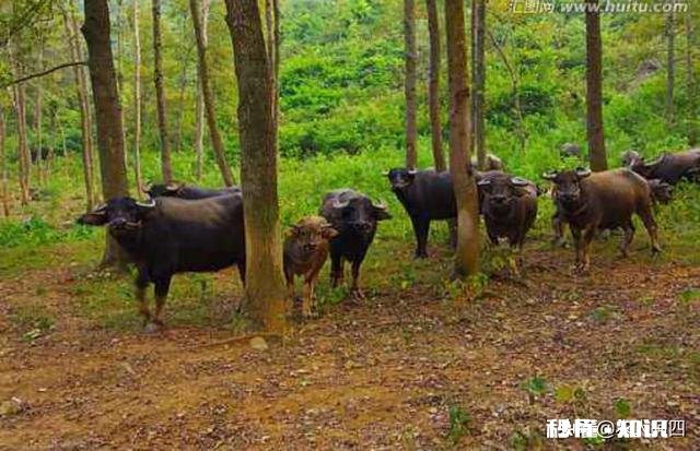 放山牛买回圈养吃青草、干草,一点都不吃怎么办