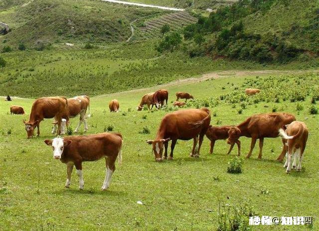 放山牛买回圈养吃青草、干草,一点都不吃怎么办