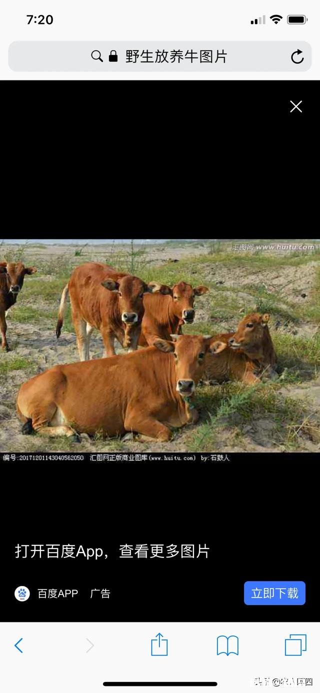 放山牛买回圈养吃青草、干草,一点都不吃怎么办