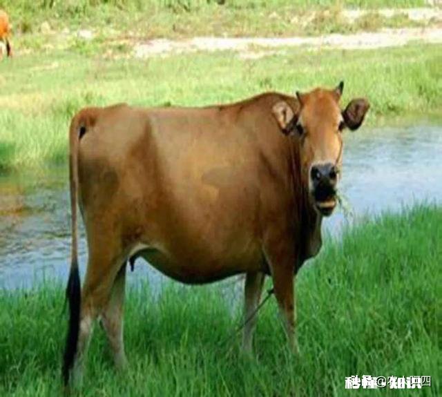 放山牛买回圈养吃青草、干草,一点都不吃怎么办