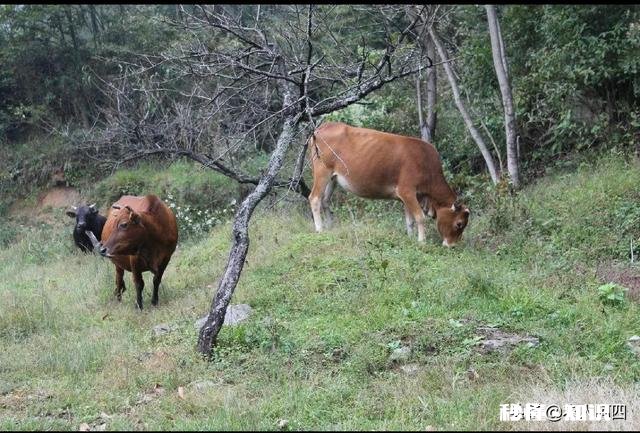 放山牛买回圈养吃青草、干草,一点都不吃怎么办