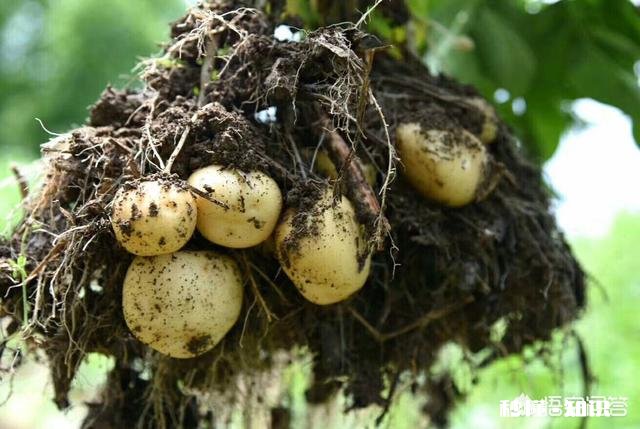 哪里有优良品种土豆可买
