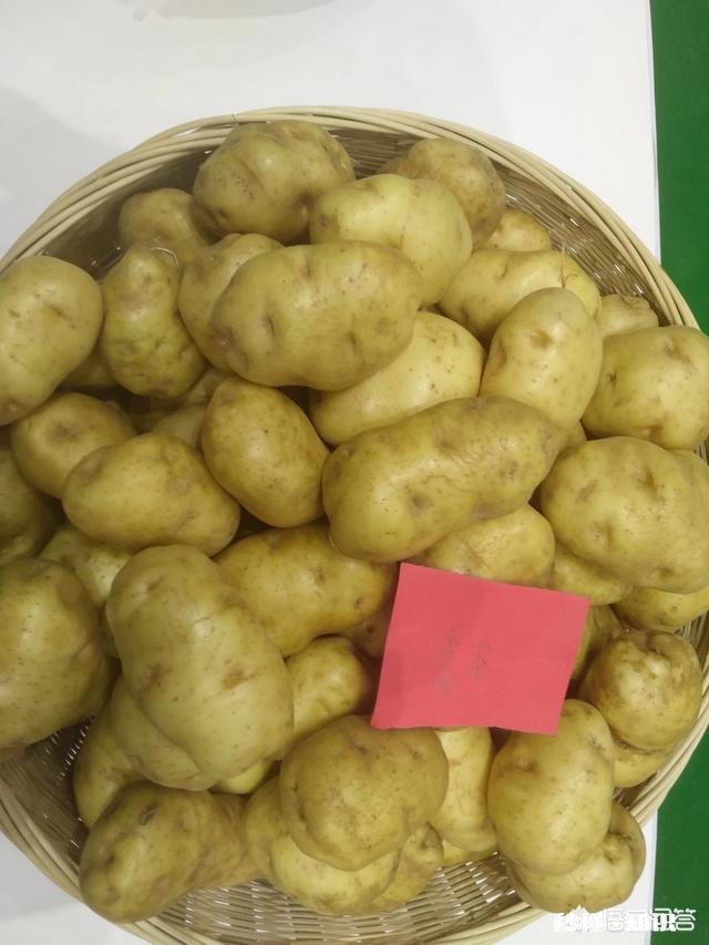 哪里有优良品种土豆可买