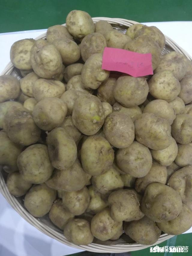 哪里有优良品种土豆可买
