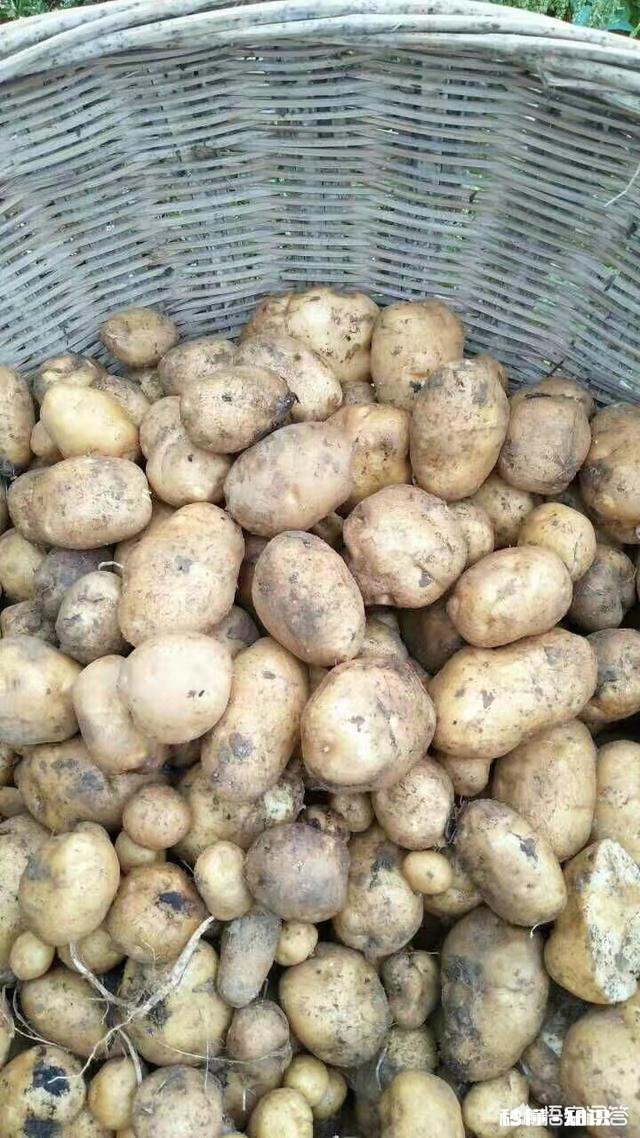 哪里有优良品种土豆可买