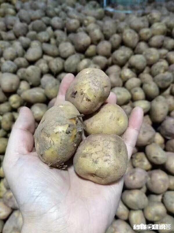 哪里有优良品种土豆可买