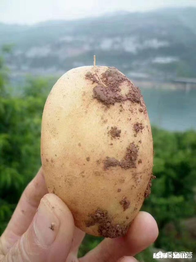 哪里有优良品种土豆可买