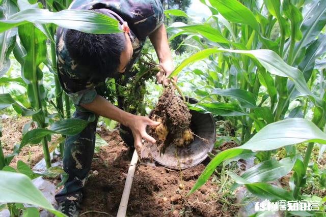 哪里有优良品种土豆可买