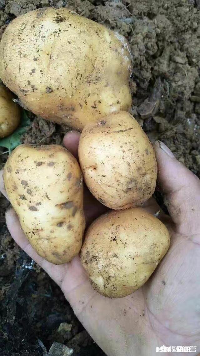 哪里有优良品种土豆可买