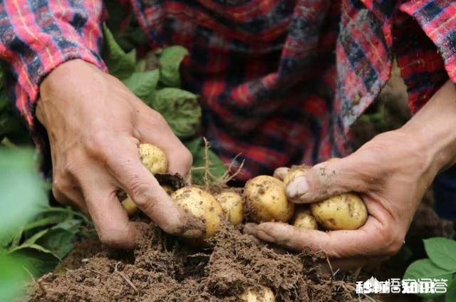 哪里有优良品种土豆可买