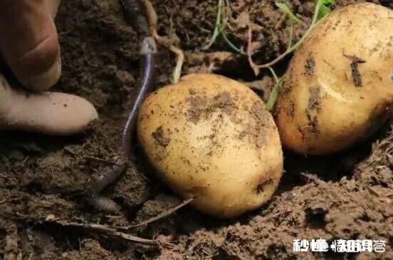 哪里有优良品种土豆可买