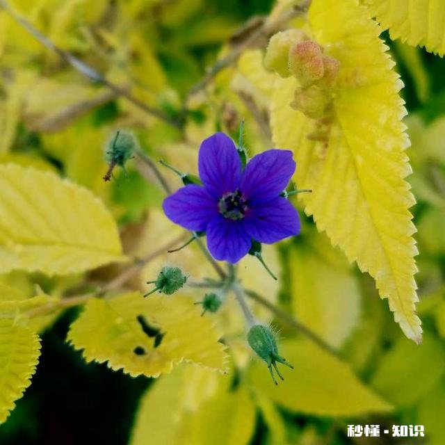 为什么懂事的孩子总是不快乐