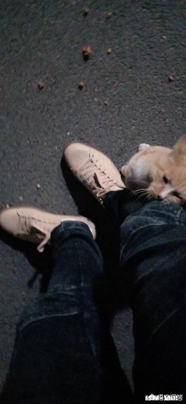 你们最喜欢PUMA的哪一款鞋