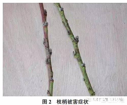 未成熟的樱桃上有许多小点怎么回事