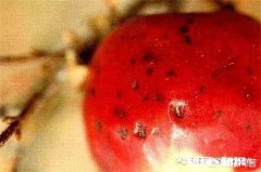 未成熟的樱桃上有许多小点怎么回事