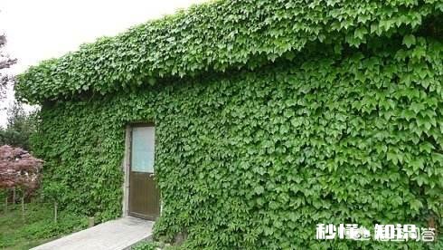 楼房顶屋种什么植物容易活又隔热