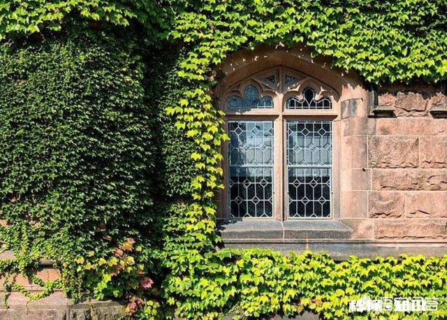 楼房顶屋种什么植物容易活又隔热