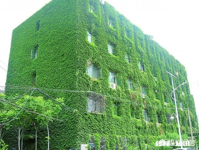 楼房顶屋种什么植物容易活又隔热