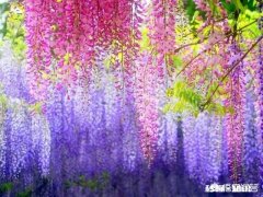 楼房顶屋种什么植物容易活又隔热