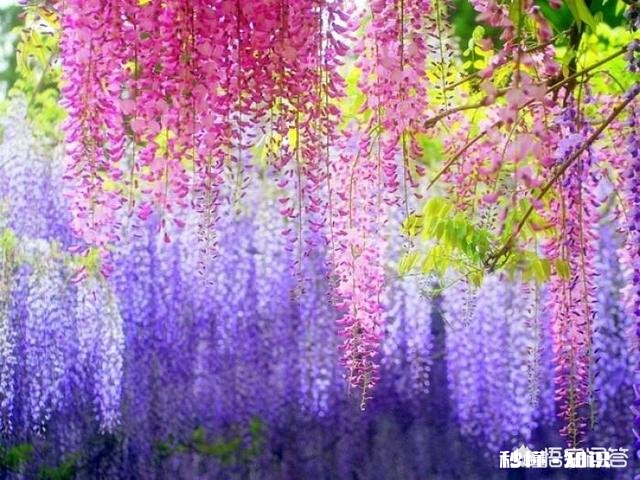 楼房顶屋种什么植物容易活又隔热