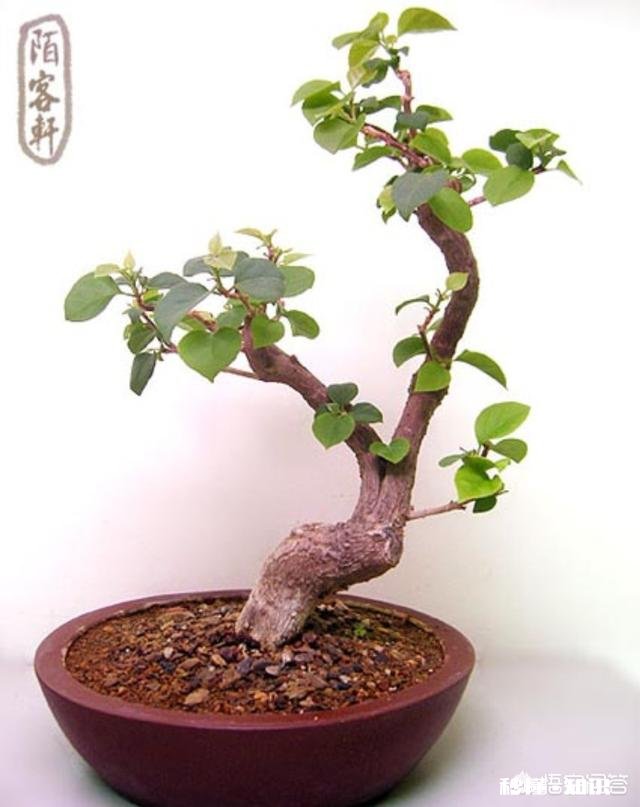 三角梅冬天怎么养护，能施肥吗