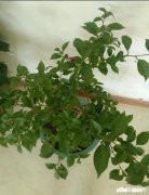 三角梅冬天怎么养护，能施肥吗