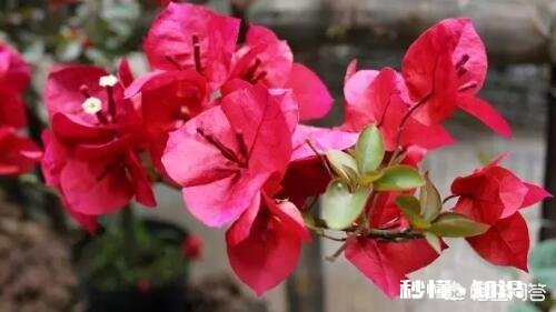 三角梅冬天怎么养护，能施肥吗