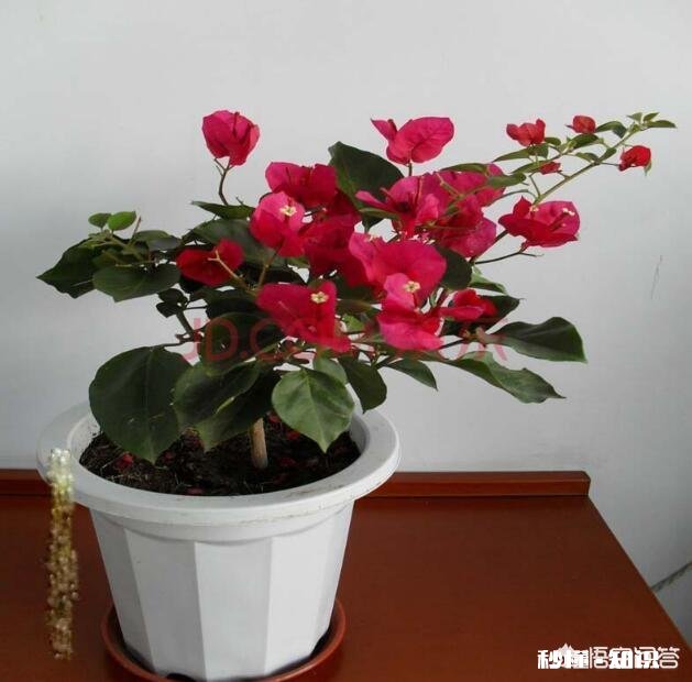 三角梅冬天怎么养护，能施肥吗