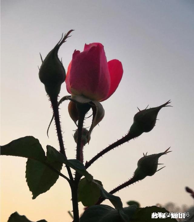 有的人把今天三八妇女节改称为女神节，该称呼妥当吗