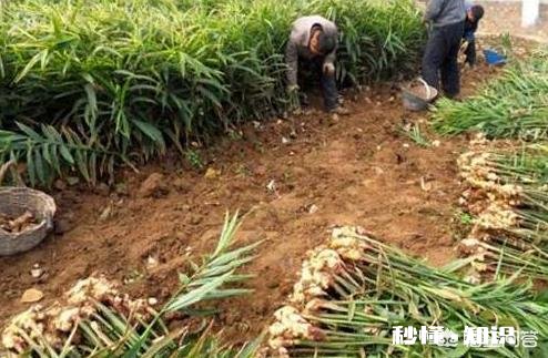 大姜什么时候收获为好