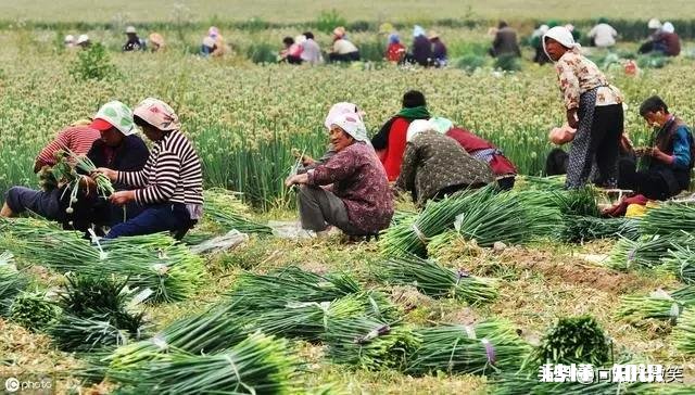 大姜什么时候收获为好