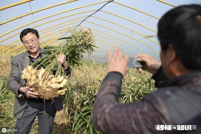 大姜什么时候收获为好