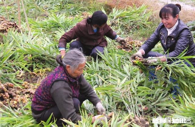 大姜什么时候收获为好