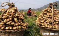 大姜什么时候收获为好