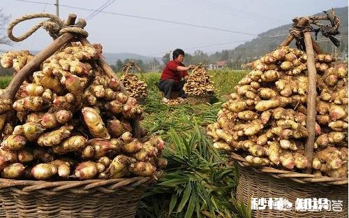 大姜什么时候收获为好