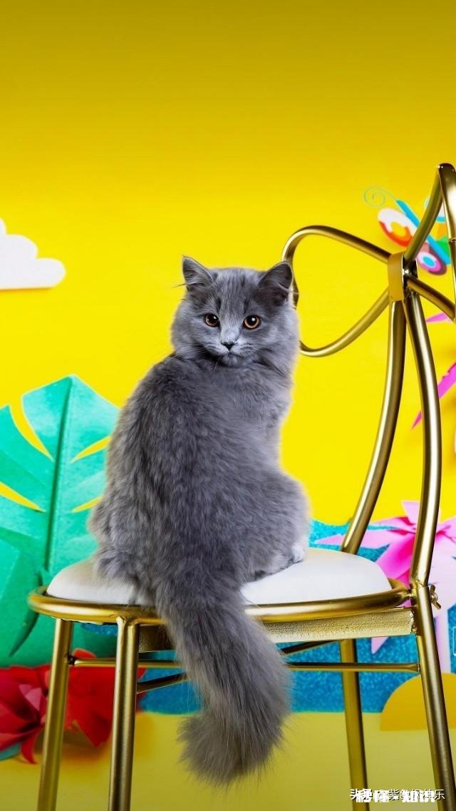 又快过年了，不知你们是啥状况反正我是“王小二过年??”，过年不再快乐，过年是坎