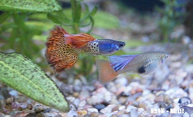 合肥清溪小镇适合儿童游玩吗