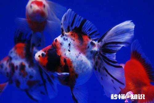 合肥清溪小镇适合儿童游玩吗